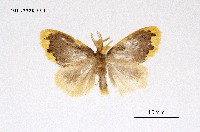 藏品(緣黃毒蛾)的圖片